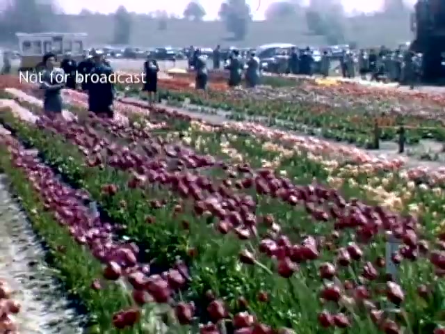The still shows a vibrant scene from the Holland Michigan Tulip Festival in the late 1940s. Colorful tulip fields bloom in various shades, primarily reds, yellows, and purples. Visitors, dressed in period attire, stroll through the gardens, enjoying the flowers. In the background, parked cars indicate a lively event. The image captures the festive atmosphere of springtime in Holland, Michigan.