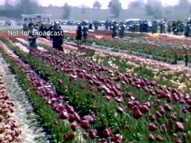 The still features a vibrant field filled with blooming tulips in various colors, primarily red and yellow, during the Holland Michigan Tulip Festival in the late 1940s. People are seen enjoying the festival, exploring the flower beds, with vintage cars parked in the background. The atmosphere appears lively and festive, showcasing the beauty of the tulip fields.