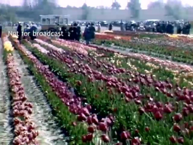 The still captures a vibrant scene from the Holland Michigan Tulip Festival in the late 1940s. Rows of colorful tulips—predominantly pinks, reds, and yellows—stretch across the frame, while groups of people in period attire stroll through the field, enjoying the floral display. In the background, vintage cars are parked, adding to the historical context of the festival. A sign indicates that the footage is not for broadcast.