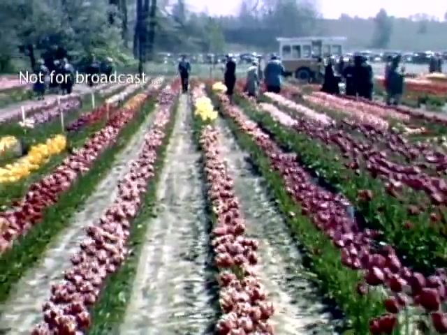 The still captures a vibrant scene from the Holland, Michigan Tulip Festival in the late 1940s. Rows of multicolored tulips—predominantly red, pink, and yellow—line a dirt path. People are seen leisurely walking among the flowers, enjoying the festival ambience. In the background, a vehicle is parked, and the landscape features trees, hinting at a picturesque spring setting. The image conveys a sense of community celebration and the beauty of nature in bloom.