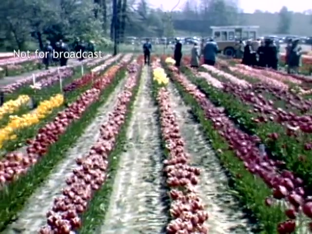 The still depicts a vibrant field of tulips during the Holland Michigan Tulip Festival in the late 1940s. Rows of colorful tulips—reds, yellows, and pinks—are visible, with visitors strolling through the flowers. In the background, a parked vehicle and additional festivalgoers can be seen, set against a serene landscape. The scene captures the festive atmosphere and beauty of the tulip bloom.