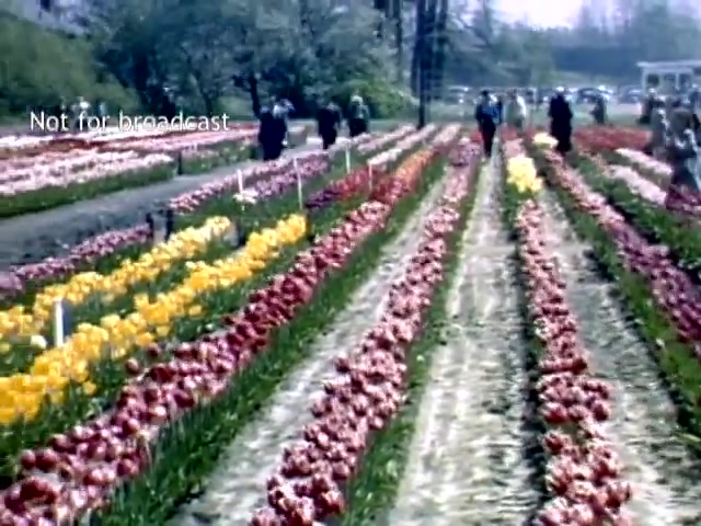 The still from the late 1940s footage of the Holland Michigan Tulip Festival showcases vibrant rows of blooming tulips in various colors, including red, yellow, and pink. People stroll through the flower fields, enjoying the festive atmosphere. The scene reflects the charm and beauty of the festival, set against a backdrop of trees and a glimpse of parked cars in the background. The overall mood is one of celebration and natural beauty.
