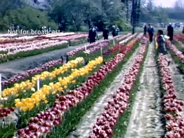 The still shows a vibrant scene from the Holland, Michigan Tulip Festival in the late 1940s. Colorful rows of tulips in shades of red, yellow, and pink stretch across the field. Visitors stroll among the flowers, enjoying the springtime setting. Trees in the background add greenery, and a few vehicles are visible in the distance. The scene conveys a festive and picturesque atmosphere.