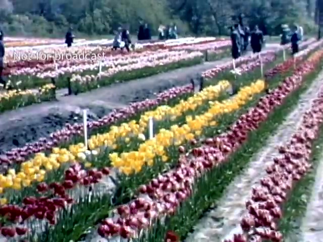 The still captures a vibrant scene from the late 1940s Holland Michigan Tulip Festival, showcasing expansive fields of blooming tulips in various colors, including red and yellow. Visitors stroll through the rows, enjoying the floral display, while markers likely indicate different tulip varieties. The setting reflects a festive atmosphere common to the celebration of spring and Dutch heritage.