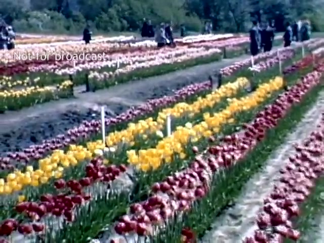 The still features a vibrant scene from the late 1940s Holland, Michigan Tulip Festival. It showcases rows of colorful tulips in various shades, including red, yellow, and pink, set in a lush green field. A few visitors, dressed in period attire, stroll among the flowers, enjoying the festival atmosphere. The image captures the beauty of the tulip blooms and the joy of the event.