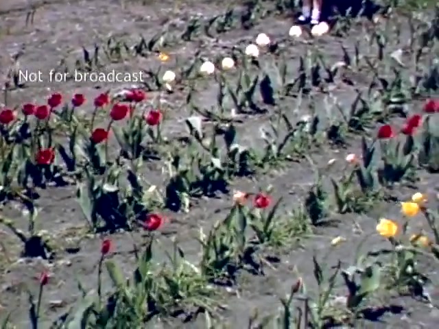 The still captures a colorful display of tulips in a garden setting during the late 1940s, likely part of the Holland, Michigan Tulip Festival. Various tulip varieties are visible, showcasing vibrant reds, yellows, and whites against a dirt background. The scene conveys a sense of springtime beauty, with a hint of historical charm from the era.