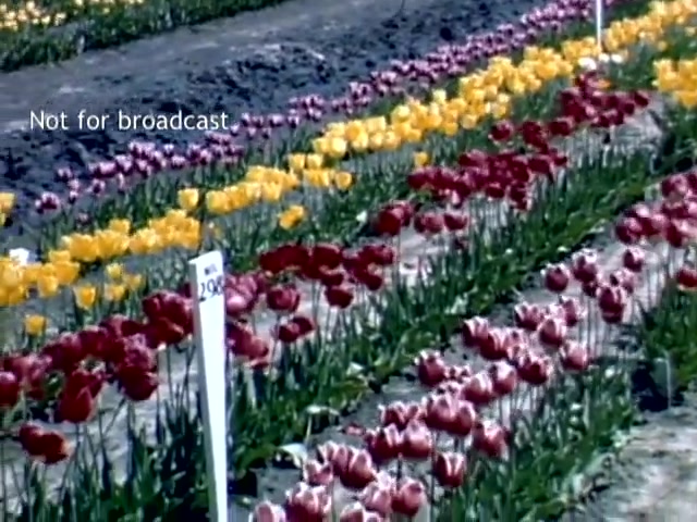 The still features vibrant rows of blooming tulips in a variety of colors, including rich reds and sunny yellows, indicative of the Holland Michigan Tulip Festival in the late 1940s. The flower beds are neatly organized, with white markers indicating different varieties. The background shows a modest landscape, enhancing the pastoral charm of the festival setting. The image is labeled 'Not for broadcast,' suggesting it is archival footage.