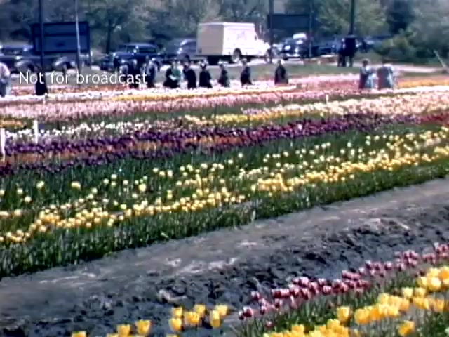 The still shows a vibrant tulip field during the Holland Michigan Tulip Festival in the late 1940s. Rows of multicolored tulips, including yellows, purples, and reds, stretch across the foreground. In the background, a group of people can be seen enjoying the festival, with cars parked nearby, suggesting a community event amid spring blooms. The scene captures the festive atmosphere and beauty of the floral celebration.