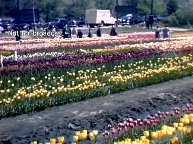 The still captures a vibrant scene from the Holland Michigan Tulip Festival in the late 1940s. A colorful array of tulips in various hues—red, yellow, and purple—fills the foreground, while visitors stroll through the flower fields. In the background, a vintage vehicle and more onlookers can be seen, creating a lively atmosphere celebrating the festival. The image has a nostalgic quality typical of that era, showcasing the beauty of springtime floral displays.