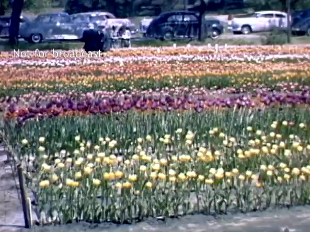 The still captures a vibrant display of tulips at the Holland, Michigan Tulip Festival in the late 1940s. Rows of colorful tulips in shades of yellow, purple, and orange stretch across the foreground. In the background, classic cars from the era are parked under trees, adding to the nostalgic ambiance of the scene. The overall feel is festive and celebratory, reflecting the charm of the festival.
