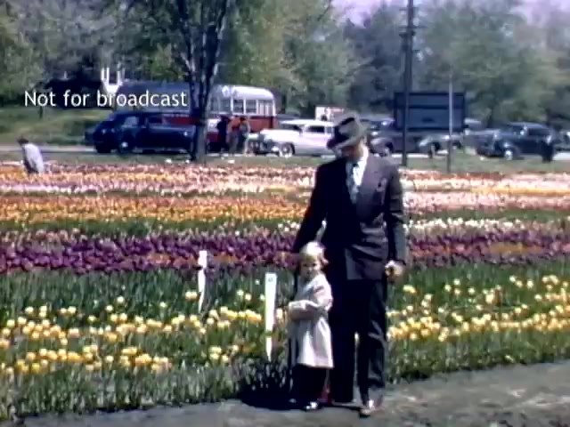 The still shows a man in a suit and a young child standing in front of a vibrant tulip field during the Holland Michigan Tulip Festival in the late 1940s. The tulips display a variety of colors, and vintage cars and a bus are visible in the background, reflecting the era. The scene captures a moment of family enjoyment amid blooming flowers.