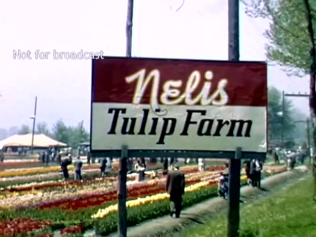 The still features a sign for 'Nelis Tulip Farm' in Holland, Michigan, surrounded by expansive fields of vibrant tulips. The scene captures visitors strolling amid the colorful blooms under a clear blue sky, reflecting the festive atmosphere of the late 1940s Tulip Festival. The sign indicates the farm's name prominently, suggesting a central focus on tulip cultivation and appreciation.