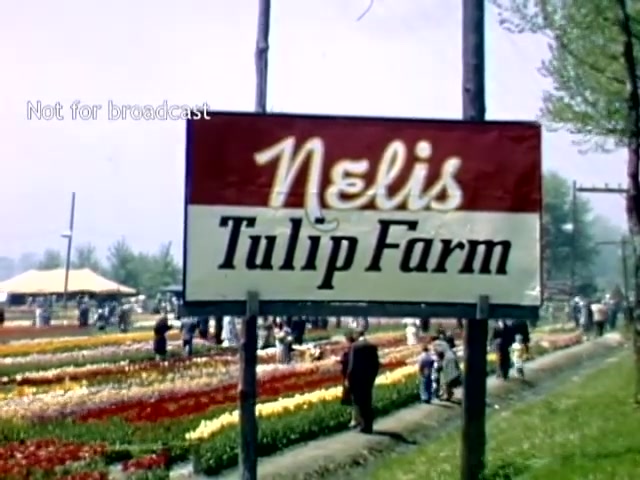 The still showcases a sign for 'Nelis Tulip Farm,' set against a backdrop of vibrant tulip fields in full bloom. Visitors can be seen strolling through the rows of colorful flowers, with a large tent visible in the background, indicative of a lively festival atmosphere typical of the late 1940s in Holland, Michigan. The image captures a moment of community celebration during the annual Tulip Festival.