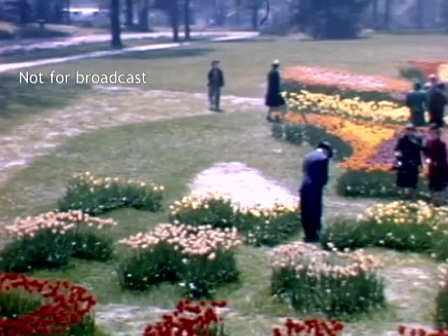 The still features a vibrant scene from the Holland, Michigan Tulip Festival in the late 1940s. It showcases a variety of colorful tulips arranged in patterns across a grassy area. A few people are seen walking and enjoying the blooms, dressed in period attire typical of the time. The atmosphere suggests a festive, springtime celebration amidst the floral displays.