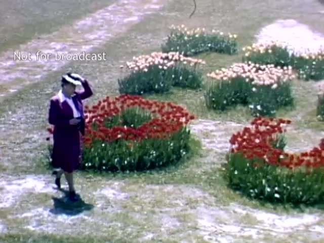 The still from the 'Holland Michigan Tulip Festival' footage shows a woman in a bright outfit standing amidst a vibrant display of tulips, prominently featuring red, pink, and white flowers arranged in various shapes. She appears to be enjoying the festival, possibly shielding her eyes from the sun. The scene captures the colorful springtime atmosphere typical of the event in the late 1940s.