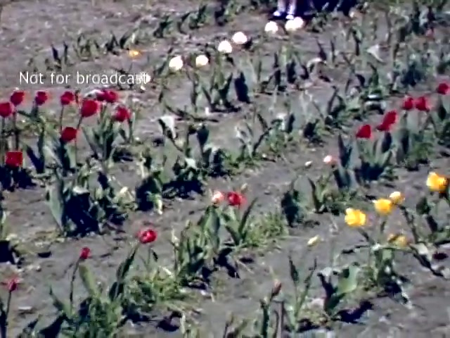 The still shows a vibrant field of tulips during the late 1940s Holland Michigan Tulip Festival. Red, white, and yellow tulips are prominently displayed, surrounded by green leaves and grass. In the background, people can be seen, hinting at the festive atmosphere of the event. A watermark indicates that the footage is not for broadcast.