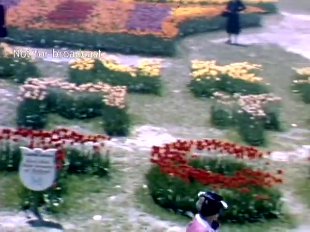 The still features a vibrant display of colorful tulip gardens in Holland, Michigan, during the late 1940s, showcasing a variety of flower colors arranged in decorative patterns. In the foreground, a child in a pink outfit walks past the flowers, while an adult is seen in the background, contributing to the lively atmosphere of the Tulip Festival. A sign is partially visible, likely providing context about the event. The scene captures the festive spirit and natural beauty of the festival.