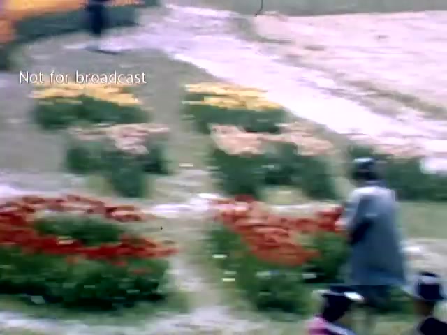 The still captures a vibrant scene from the Holland Michigan Tulip Festival in the late 1940s. Colorful tulips in various shades create a beautiful garden layout, while a few figures are seen walking through the area, enjoying the landscape. The atmosphere feels festive and lively, emblematic of the celebration of spring and cultural heritage. The image is marked 'Not for broadcast,' indicating it may be a personal or archival recording.