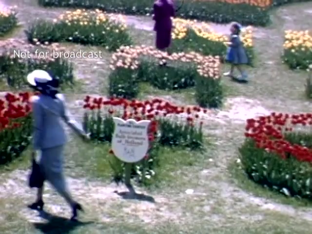 The still depicts a vibrant scene from the Holland Michigan Tulip Festival in the late 1940s. A woman in a light gray outfit walks past a bed of blooming red tulips. Nearby, a little girl in a blue dress and an adult woman in purple are visible among a variety of colorful flowers. A sign in front highlights the tulip display, emphasizing the festival's floral theme. The lush greenery and vivid colors reflect the celebratory atmosphere of the festival.