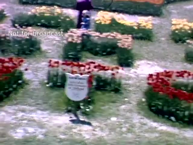 The still features a vibrant garden layout from the Holland Michigan Tulip Festival in the late 1940s. Colorful tulip beds in red, yellow, and pink are arranged in patterns, with a sign in the foreground indicating the event's name. A person can be seen in the background, adding a sense of scale to the floral display, and the scene is marked with 'Not for broadcast,' suggesting it's archival footage.