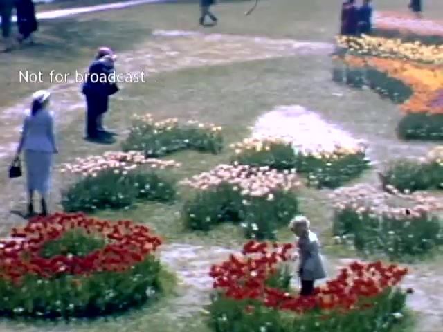 The still captures a vibrant scene from the Holland Michigan Tulip Festival in the late 1940s. Colorful tulip beds are arranged in circular patterns, featuring vivid reds and yellows. Several people are strolling among the flowers, with one child playing in a ring of red tulips. The atmosphere appears lively and festive, emblematic of the celebration of spring and the region's Dutch heritage.