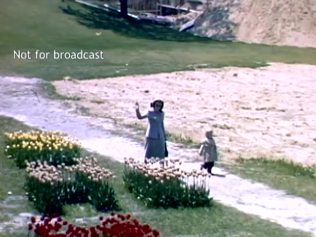 The still captures a scene from the Holland Michigan Tulip Festival in the late 1940s. It features a woman and a child walking along a pathway lined with vibrant tulips in various colors. The woman waves, suggesting a cheerful atmosphere, while the child accompanies her. In the background, there are hints of construction or undeveloped land, indicative of the time period. The image reflects a moment of joy amidst the festival's celebration of spring and flowers.