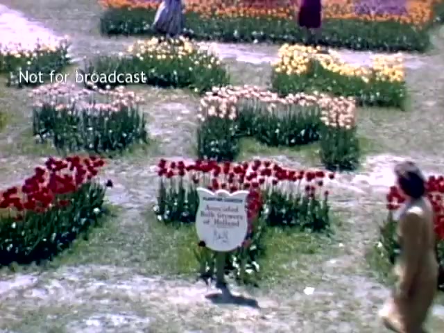 The still shows a colorful arrangement of tulips at the Holland, Michigan Tulip Festival in the late 1940s. Flower beds in vibrant reds, yellows, and purples are neatly organized in patterns. Two figures in period clothing are seen walking amidst the flowers, while a sign indicating “Sculpted Beds Sponsored by…” is prominently displayed in the foreground. The scene captures the festive and floral celebration typical of the festival.