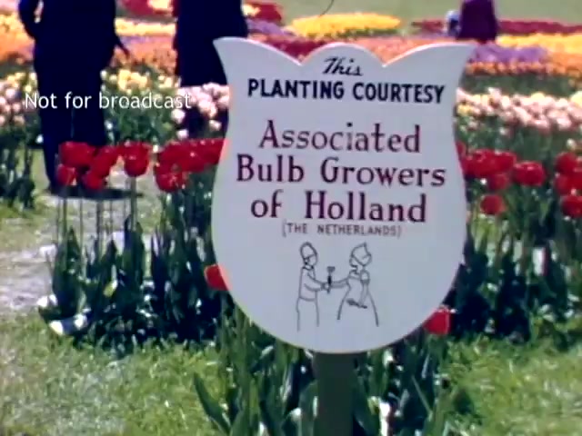 The still features a sign indicating the courtesy of the 'Associated Bulb Growers of Holland' with a graphic depicting two figures. The background showcases a vibrant display of tulips in various colors, typical of the Holland Michigan Tulip Festival, set in the late 1940s. The scene conveys a festive atmosphere celebrating tulip cultivation and Dutch heritage.