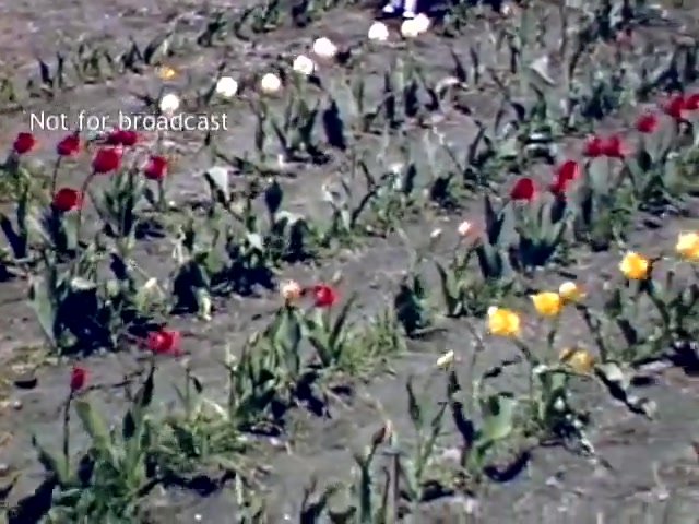 The still features a colorful array of tulips in bloom, showcasing vibrant reds, yellows, and whites against a backdrop of green foliage. The scene is set in a well-tended flower field, reflecting the celebratory atmosphere of the Holland Michigan Tulip Festival in the late 1940s. The text 'Not for broadcast' suggests it is archival footage.
