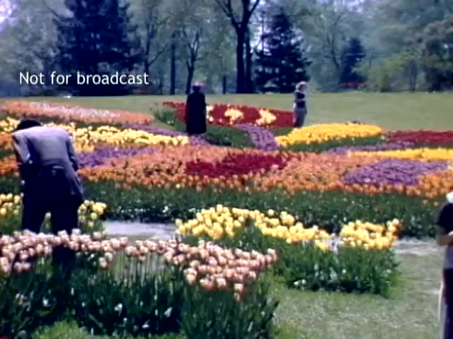 The still depicts a vibrant scene from the Holland Michigan Tulip Festival in the late 1940s. Colorful flower beds filled with blooming tulips in various shades are arranged in decorative patterns. People can be seen walking among the flowers, enjoying the festival atmosphere. The lush greenery and trees in the background enhance the picturesque setting. The text 'Not for broadcast' is visible in the corner.