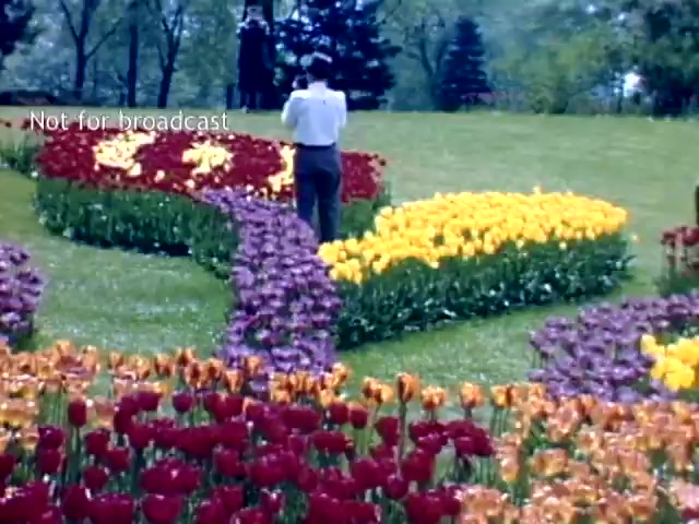 The still captures a scene from the Holland Michigan Tulip Festival in the late 1940s. In the foreground, vibrant flower beds feature an array of tulips in various colors, including deep reds, purples, and bright yellows, arranged in a decorative pattern. A man stands with his back to the camera, taking a photograph of the blooms. The backdrop includes lush greenery and trees, adding to the picturesque setting of the festival.