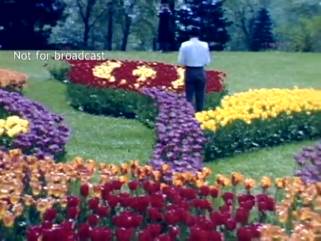 The still captures a vibrant scene from the Holland Michigan Tulip Festival in the late 1940s. A man stands with his back to the camera, surrounded by a colorful array of blooming tulips in various shades of red, yellow, and purple. The flowers are arranged in swirling patterns across a well-maintained garden, against a backdrop of lush greenery and trees. The image conveys a sense of tranquility and celebration of spring.