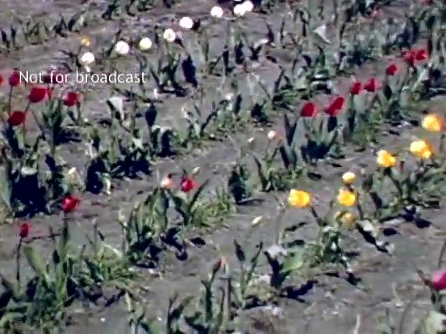 The still depicts a vibrant field of tulips, showcasing a variety of colors including red, yellow, and white flowers among lush green leaves. The ground appears bare, indicating a well-maintained garden. The text 'Not for broadcast' suggests this is a private or archival piece of footage from the late 1940s, capturing the essence of the Holland Michigan Tulip Festival.