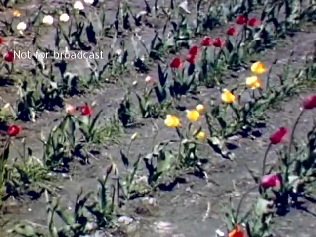The still from the late 1940s depicts a vibrant field of tulips at the Holland Michigan Tulip Festival. The scene is filled with various colors of tulips, including red, yellow, and white, set against a backdrop of green foliage and tilled soil. The image captures the essence of springtime floral celebration, highlighting the festival's focus on tulip cultivation and beauty. A watermark indicates that it is not for broadcast.