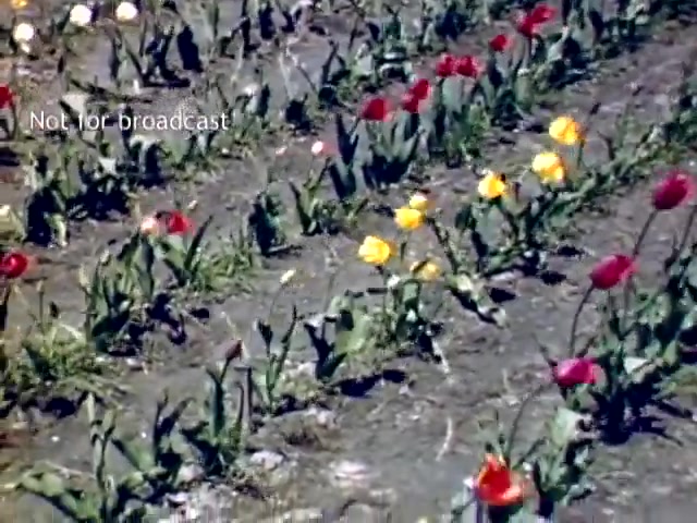 The still features a vibrant field of tulips in various shades, including red and yellow, set against a dirt background. The flowers are neatly arranged in rows, indicating a well-maintained garden. This image captures the essence of the Holland Michigan Tulip Festival from the late 1940s, showcasing the beauty of the blooms during this celebratory event.