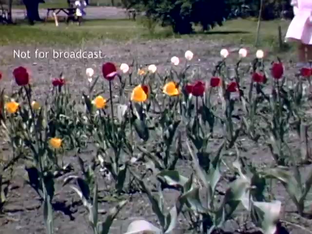 The still features a vibrant array of tulips in various colors, including red, yellow, and white, arranged in a garden setting typical of the late 1940s. The background shows a grassy area with trees and a person in light clothing, indicative of a festival atmosphere, likely during the Holland Michigan Tulip Festival. A watermark indicates that the image is not for broadcast.