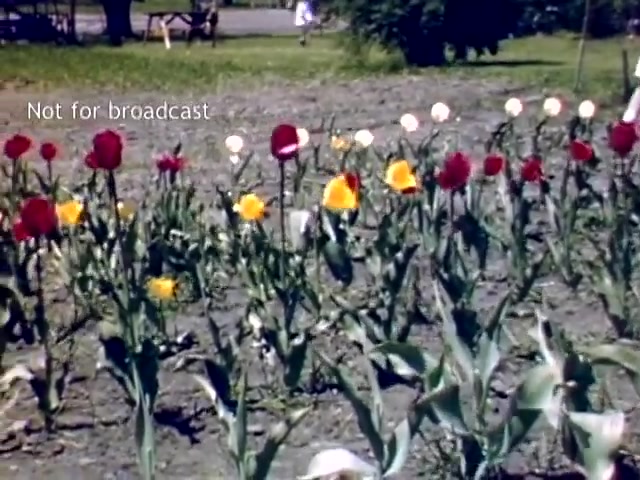 The still showcases a vibrant display of tulips in various colors, including red, yellow, and white, growing in a garden setting. The ground appears bare with a few green leaves visible. In the background, there is blurred greenery and a hint of a figure walking, suggesting a lively atmosphere typical of the Holland Michigan Tulip Festival from the late 1940s. The image includes a 'Not for broadcast' label, indicating it may not be for public airing.