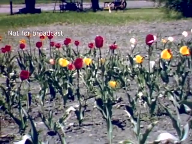 The still shows a vibrant array of tulips in various shades of red, yellow, and white, set against a backdrop of a grassy area in Holland, Michigan. The scene captures the essence of the Tulip Festival in the late 1940s, highlighting the celebration of spring with blooming flowers. In the background, there appears to be a glimpse of parked bicycles and trees, adding to the quaint charm of the festival atmosphere. The watermark notes that it is 'Not for broadcast.'