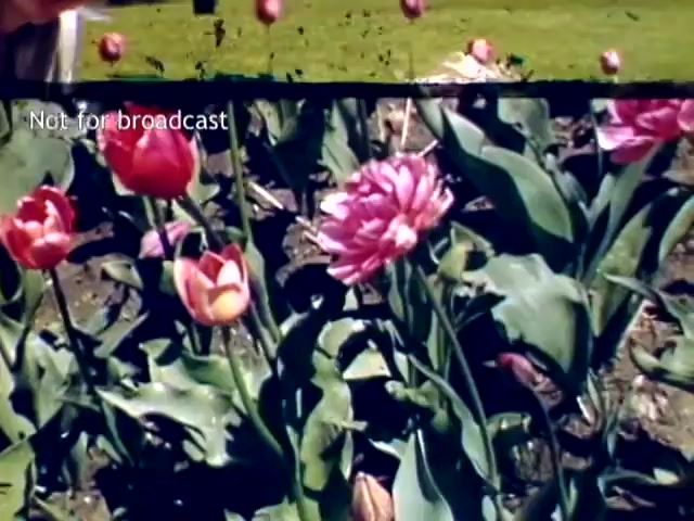 The still features a vibrant display of tulips from the Holland Michigan Tulip Festival in the late 1940s. Bright red and pink tulips bloom amidst lush green foliage, showcasing their vivid colors. The image has a vintage quality, typical of 16mm film, with some grain and imperfections, contributing to its historical charm. A label indicates that it is not for broadcast, suggesting it may be archival footage.