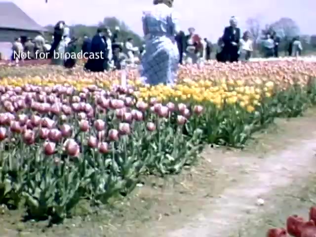 The still captures a vibrant scene from the late 1940s Holland, Michigan Tulip Festival. Colorful rows of pink and yellow tulips line a garden path, while visitors, dressed in period attire, stroll through the blooms. A clear blue sky enhances the springtime atmosphere, with a historic building visible in the background, adding to the charm of the festival setting.