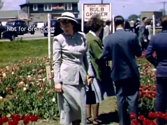 The still depicts a vibrant scene from the Holland, Michigan Tulip Festival in the late 1940s. In the foreground, a woman in a light gray suit and hat stands among colorful tulips, while others stroll nearby, engaging with the festival atmosphere. A sign in the background reads 'BULB GROWER,' indicating the focus on tulip cultivation. The setting features a mix of people dressed in period attire and cars parked in the background, capturing a lively community event. The image is marked 'Not for broadcast.'