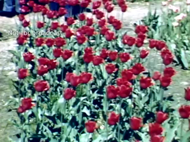 The still features a vibrant display of red tulips in full bloom, set against a natural backdrop. The flowers are lush and plentiful, characteristic of the Holland, Michigan Tulip Festival in the late 1940s. The scene captures the beauty of spring, highlighting the festival's floral celebration. There are also hints of other colors from surrounding tulips, adding to the overall visual appeal. The watermark indicates that this footage is not intended for broadcast.