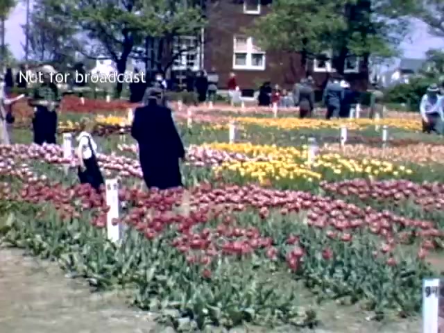 The still captures a vibrant scene from the late 1940s Holland, Michigan Tulip Festival. The foreground is filled with blossoming tulips in various colors, primarily pink and yellow, arranged in neat rows. Several spectators, dressed in period clothing, wander through the flower beds, with a notable figure in a black coat and a child in white nearby. A large building serves as a backdrop, while trees provide some shade, contributing to the festive atmosphere of the event. The image is marked 'Not for broadcast.'