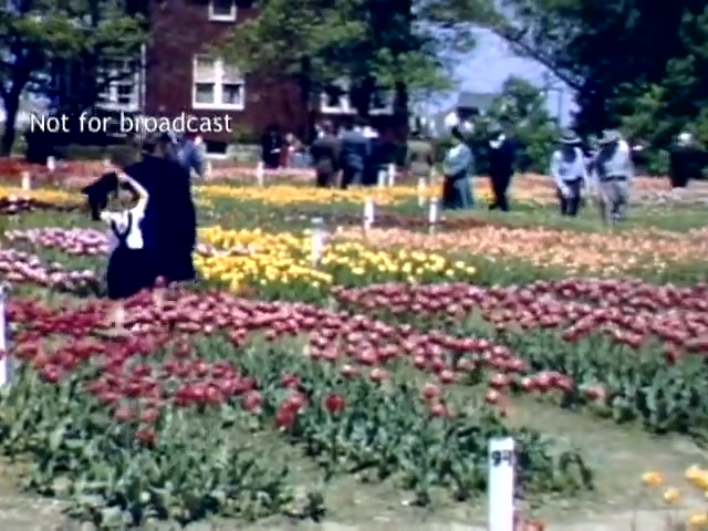 The still features a vibrant scene from the Holland, Michigan Tulip Festival in the late 1940s. It showcases a colorful display of blooming tulips in various shades, including red and yellow, set against a backdrop of trees and a building. Several people, dressed in period-appropriate clothing, stroll through the floral landscape, enjoying the festival atmosphere. The image captures the charm and beauty of the event, reflecting a post-war celebration of culture and nature.