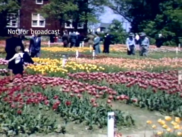 The still shows a vibrant scene from the Holland Michigan Tulip Festival in the late 1940s. Colorful rows of tulips—primarily red and yellow—fill the foreground, while visitors in period clothing stroll through the garden. A child is seen walking ahead, and a building is partially visible in the background amidst lush greenery. The atmosphere conveys a festive and cheerful celebration of spring.