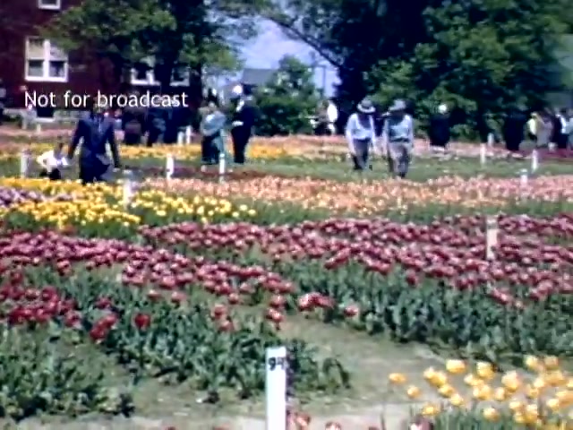 The still depicts a vibrant scene from the Holland Michigan Tulip Festival in the late 1940s. Colorful rows of blooming tulips in shades of red, orange, and yellow fill the foreground. People, dressed in period attire, stroll through the flower fields, enjoying the event. In the background, a building and trees can be seen, contributing to the festive atmosphere. A watermark indicates that the footage is not for broadcast.