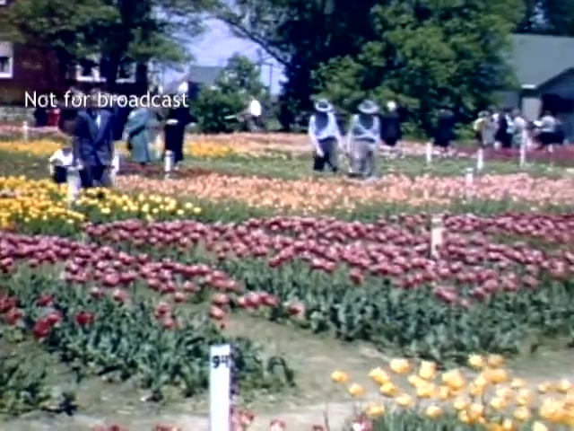 The still captures a vibrant scene from the Holland Michigan Tulip Festival in the late 1940s. People are walking through expansive fields filled with colorful tulip flowers in shades of red, yellow, and pink. Some individuals are tending to the flowers, while others stroll leisurely among the blooms. The background features lush greenery and nearby buildings, contributing to a lively atmosphere of celebration and community. The image bears a 'Not for broadcast' watermark, indicating its archival nature.