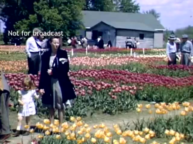 The still captures a vibrant scene from the Holland Michigan Tulip Festival in the late 1940s. Prominent in the foreground is a woman holding the hand of a young girl, both seemingly enjoying the festival. They stand amidst a colorful array of tulips in full bloom, with striking reds, yellows, and pinks. In the background, visitors stroll through the flower beds, and a rustic building is visible, contributing to the festival's charming atmosphere.