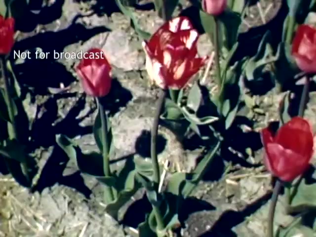 The still features vibrant tulips, predominantly red, in a garden setting, showcasing the colorful blooms typical of the Holland, Michigan Tulip Festival from the late 1940s. One tulip distinctly stands out with a unique white and red pattern. The scene captures the lush beauty of springtime, symbolizing the festival's celebration of tulip culture. A watermark indicates it is not intended for broadcast.
