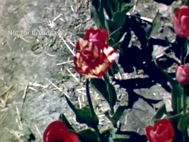 The still shows vibrant red tulips in a garden setting, indicative of the Holland, Michigan Tulip Festival in the late 1940s. The flowers are lush and colorful, capturing the essence of spring in the region. A watermark reading 'Not for broadcast' is visible, suggesting the footage is intended for archival or personal use rather than public airing.